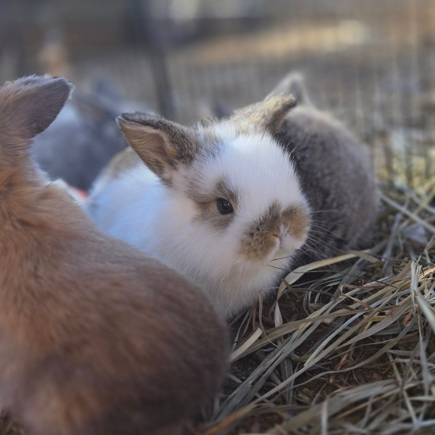 Holland Lop Rabbit
